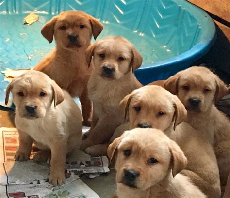 Lab puppies for sale in georgia. Things To Know About Lab puppies for sale in georgia. 